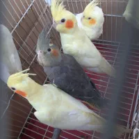 طوطی عروس