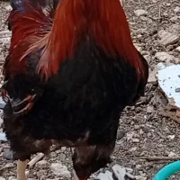 خروس