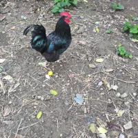 خروس های مولد پرکامل سیامرندی.گلپایگانی.گلین.برهما