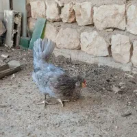 سه عدد مرغ طوسی گلین چهلتاج ریش کاکل|حیوانات مزرعه|تهران, جوادیه|دیوار