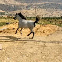 مادیون 6ساله پرخون  بفروش میرسد