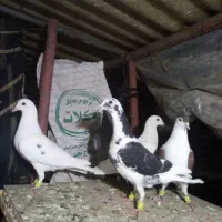 کفتر قلدور پرشی