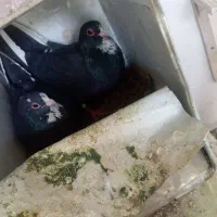 دوجفت پلنگ خوشگل|پرنده|کرمان, |دیوار