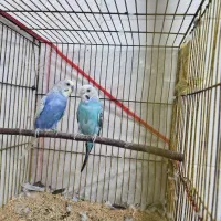 مرغ عشق رنگ خاص مولد