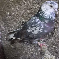 کبوتر با کفتر نر پرشی|پرنده|پاکدشت, پاکدشت (مامازند)|دیوار