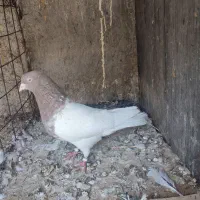 کله قرمز نر