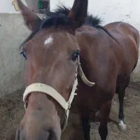 سرایداری و نظافت در باشگاه اسب سواری