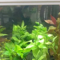 گیاه طبیعی،آکواریوم،تجهیزات|ماهی|تبریز, |دیوار