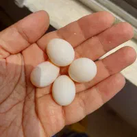 تخم عروس هلندی وایت فیس وآلبینو