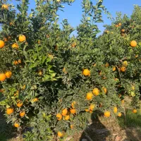 پرتقال تامسون و خونی