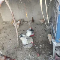 مرغ
