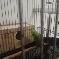 دو جفت ملنگو|پرنده|بندر انزلی, چهارفریضه|دیوار