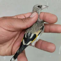 جوجه سهره نر دورگ سیبیل زده قیص کرمونی ۸۵۰|پرنده|شیراز, رکن‌آباد|دیوار