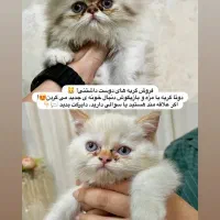 فروش گربه پرشین