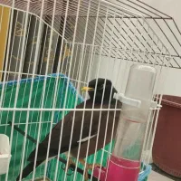 مرغ مینا  2 تومان