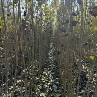 نهالستان بزرگ پالیز دارای ارقام متنوع پربار|خدمات باغبانی و درختکاری|ورامین, شهرک فاطمیه|دیوار