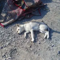 واگذار سگ هاسگی|سگ|سبزوار, امیر کبیر|دیوار