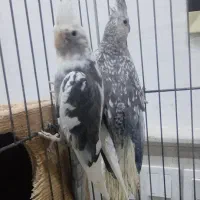 طوطی عروس هلندی مولد همه رنگ|پرنده|تالش, هشتپر|دیوار