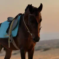 اسب