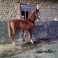 اسب یه سر عرب