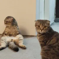 واگذاری گربه