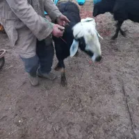 ۲تاقوچ|حیوانات مزرعه|فیروزآباد (آذربایجان), |دیوار