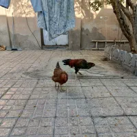 خرپس لاری جوان بامرغ تخمی جوان|حیوانات مزرعه|بیرجند, |دیوار