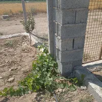 ۲قطعه باغچه۵۰۰متری خوش قواره (نظرآبادکرج نجم آباد)|فروش زمین و ملک کلنگی|شهریار, شهرک شاهد|دیوار