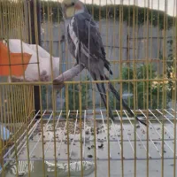 پرنده