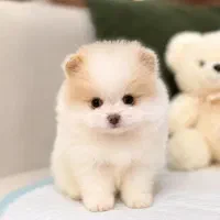 سگ های بازیگوش وجیبی