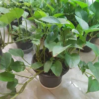 فروش بنفشه و پتوس|گل و گیاه طبیعی|رشت, علی آباد|دیوار