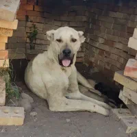 گمشده|حیوانات|سراب, |دیوار