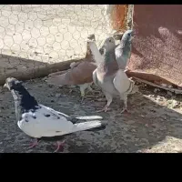 کبوتر|پرنده|کازرون, |دیوار