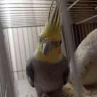 عروس هلندی|پرنده|کرمان, |دیوار