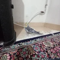 عروسی هلندی نر بالغ