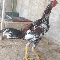 مرغ و خروس لاری