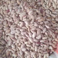 لوبیا چیتی|خوردنی و آشامیدنی|ری, ولی آباد|دیوار