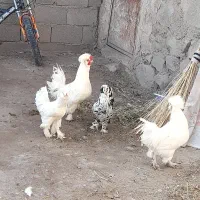 مرغ وخروس سلطان|حیوانات مزرعه|مرند, |دیوار