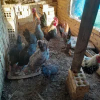 فروش مرغ محلی