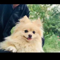 سگ پامر خوشگلو حرف گوش کن|سگ|گلبهار, شهر جدید گلبهار|دیوار