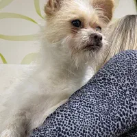 حیوان خانگی|سگ|ساری, |دیوار