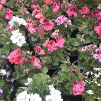 خدمات باغبانی گل و گیاهان آپارتمانی داخل منزل