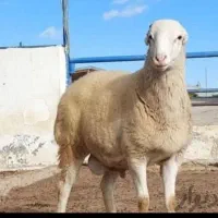 فروش دام زنده در تهران و حومه