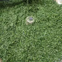 وسایل سبزی خردکنی