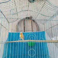 قناری مست خون کوتوله مینا مرغ محلی