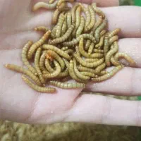 پک ۱۰۰ گرمی میلورم زنده درجه یک|خزنده|تهران, نیروی دریایی|دیوار