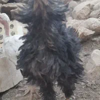 مرغ خروس گلین ریشی چهلتاج|حیوانات مزرعه|لردگان, |دیوار