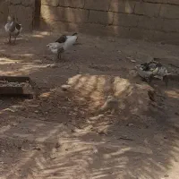 غاز محلی|حیوانات مزرعه|اهواز, پردیس|دیوار