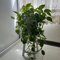 گل با گلدان سرامیکی
