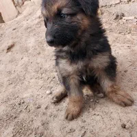 توله سگ ژرمن واگذاری